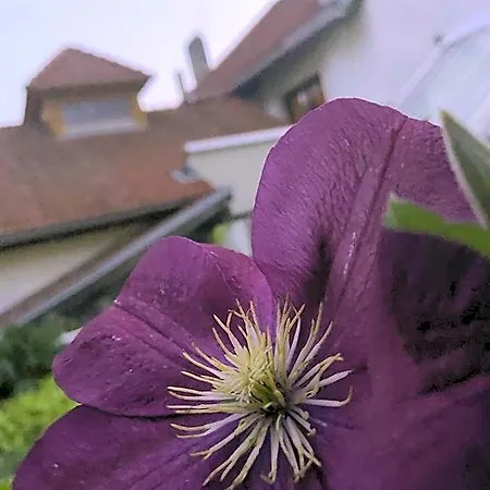 Zum Mohrn Herberg