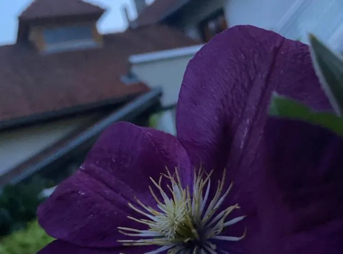 بيت ريفي Zum Mohrn 3*